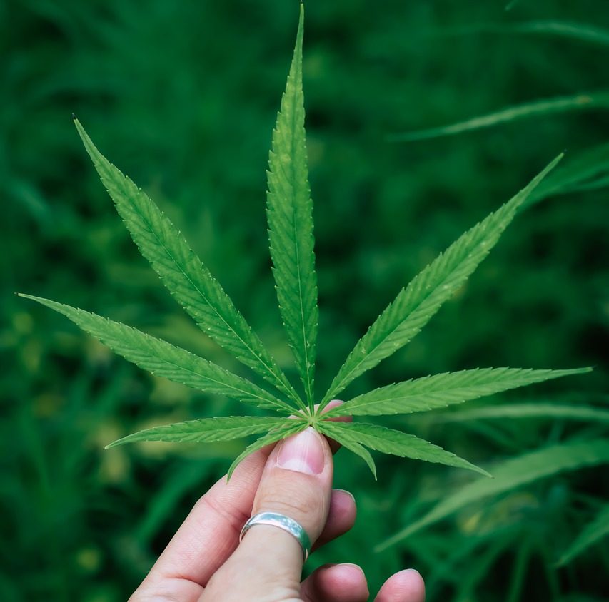 ALABAMA MARIJUANA CARDS